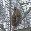 Морозна погода та екзотичні тварини: в рівненському зоопарку побудували житло з теплою підлогою