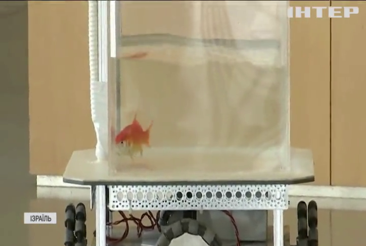Вчені навчили золотих рибок керувати роботом