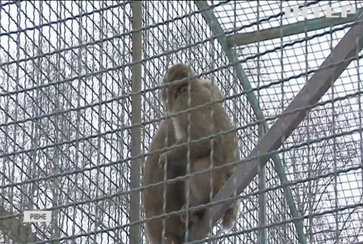 Морозна погода та екзотичні тварини: в рівненському зоопарку побудували житло з теплою підлогою