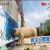 Перша у світі свиня-художниця успішно продає свої картини