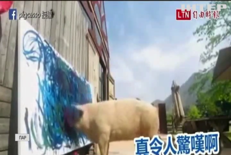 Перша у світі свиня-художниця успішно продає свої картини