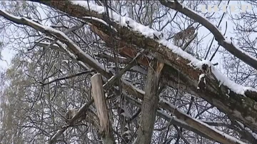 Київщина постраждала через потужні пориви вітру