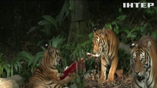 Передноворічні подарунки отримали тигри в зоопарку Сінгапура