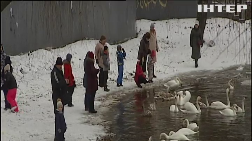 Лебеді оселилися на березі Дніпра у Києві