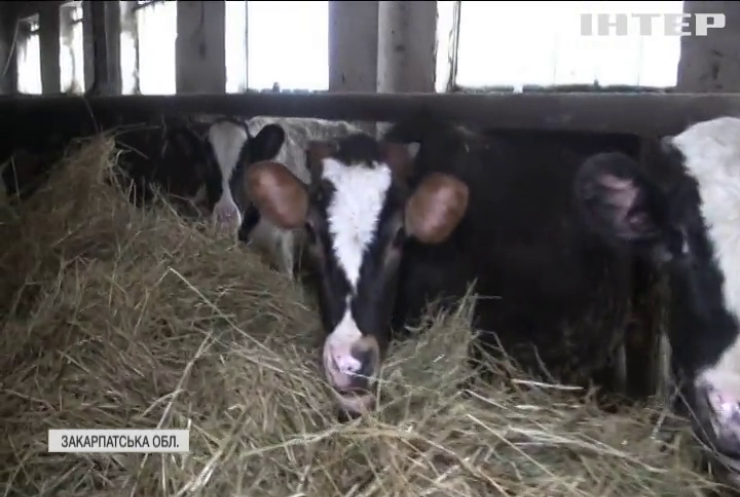 Змілілі "молочні ріки": чому з українських базарів зникає домашнє молоко?