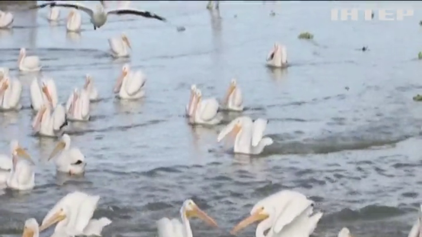 Пелікани мігрують до сонячної Мексики: чим зацікавлюють іноземців