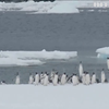 Українські полярники зафільмували стрибаючих пінгвінів
