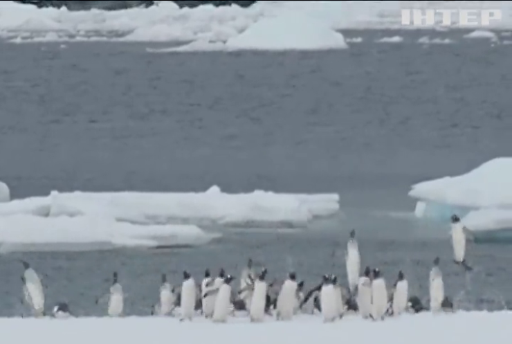 Українські полярники зафільмували стрибаючих пінгвінів