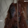 У французькому зоопарку народилося дитинча орангутанга