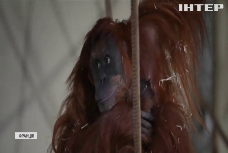 У французькому зоопарку народилося дитинча орангутанга