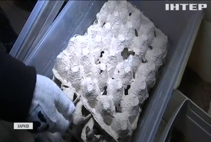 Сімсот кажанів знайшли в Дніпрі під час ремонтних робіт