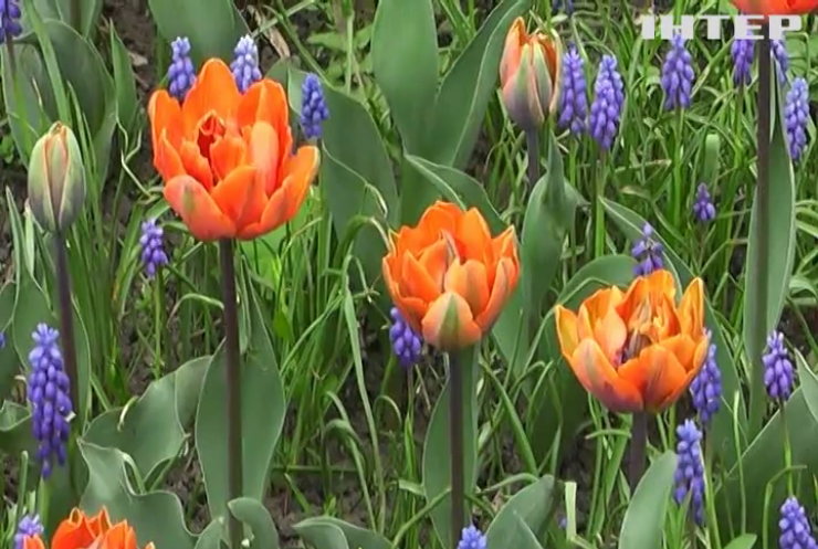 У Дендропарку Кропивницького розквітло більше трьох мільйонів тюльпанів