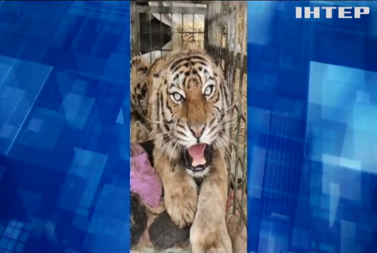 У Київському зоопарку вже кілька тижнів живе тигриця Даліла, яку евакуювали з Харківщини