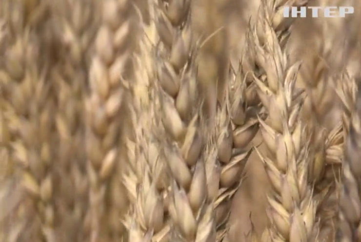 У західних областях України фермери ще не почали збирати врожай пшениці, а уже підраховують збитки