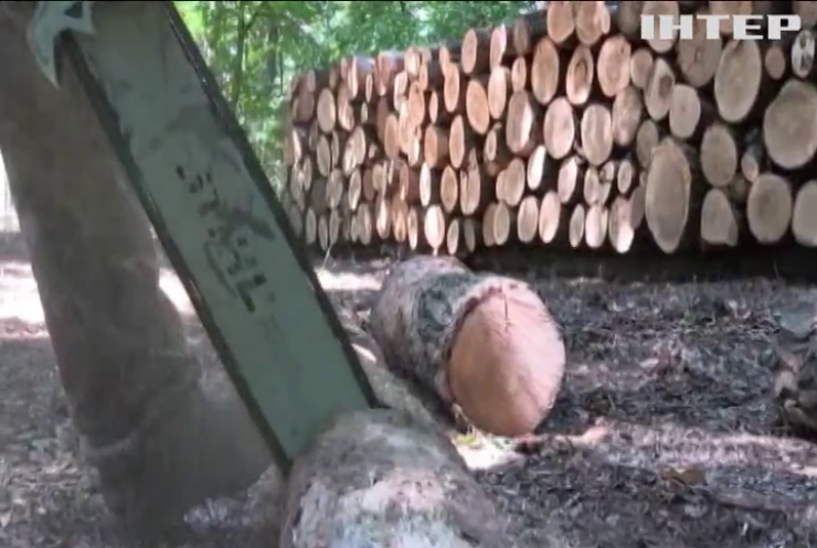 В українських лісгоспах говорять про зростання попиту на деревину