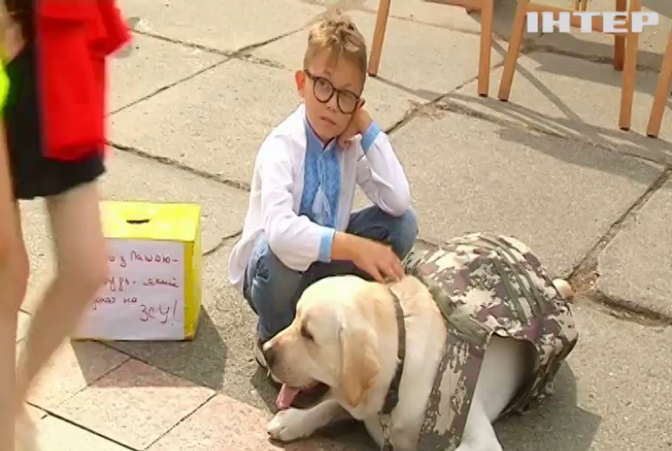У Чернівцях пес збирає гроші на потреби ЗСУ