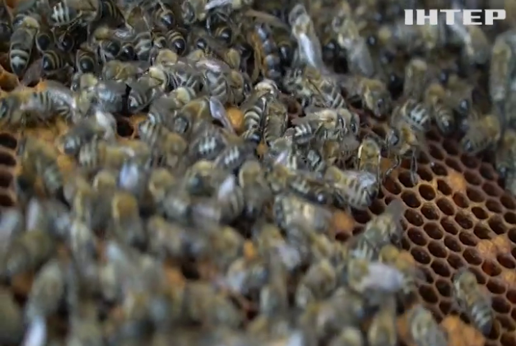 На Хмельниччині бджолярі розраховують на рекодний "врожай"