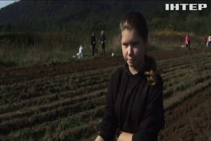 У гірському селі Ворочово нарешті почали збирати картоплю