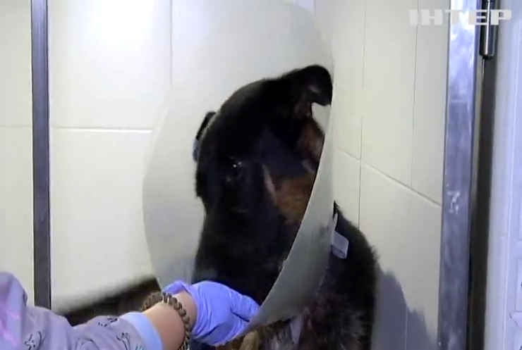 В Одесі всім містом рятують фронтового собаку Чека