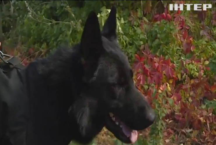 Королівська поліція Нідерландів передала бронежилети для одеських службових псів