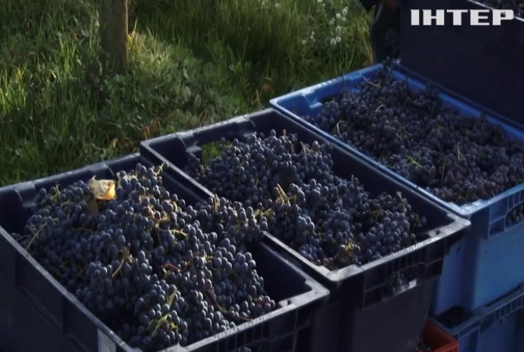 Рекордно довго цього року збирають виноград на Закарпатті