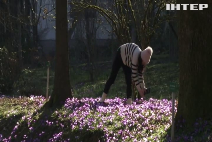  На Закарпатті - пік цвітіння шафранів Гейфеля: приїздять люди з усієї України