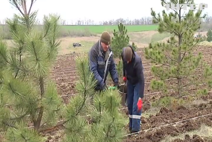 Через ворожі обстріли вигоріла рекордна кількість лісів Миколаївщини: як відновлюють зелені насадження