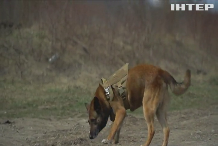 Дев'ять службових собак повернулися з навчань у Польщі: як готують кінологічні розрахунки