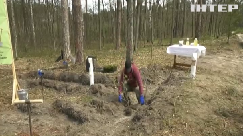Тилові регіони активно озеленюються: як садять новий ліс на Рівненщині