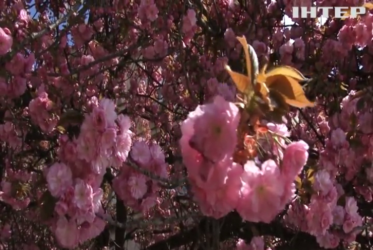 На Закарпатті - пік цвітіння сакур: волонтери організували тематичний фестиваль