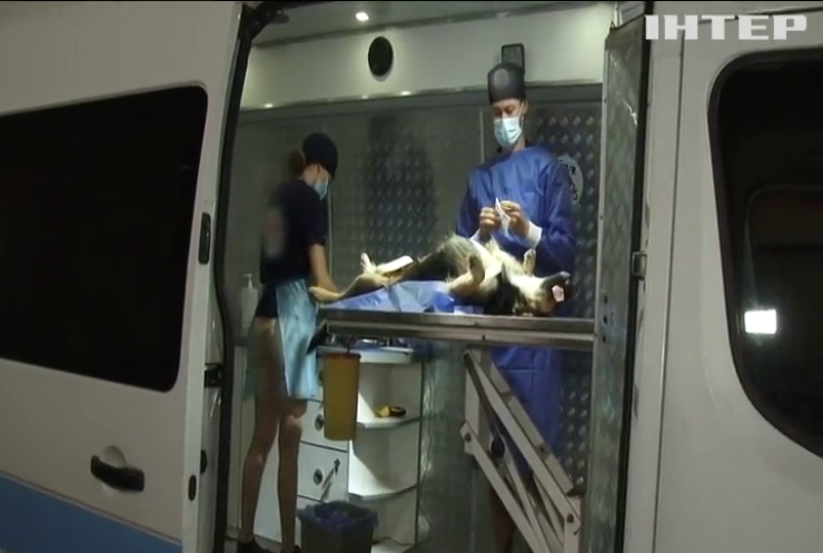На Закарпатті волонтери безкоштовно стерилізують та вакцинують від сказу безпритульних собак