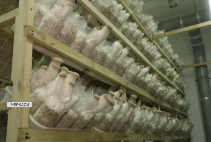 На Черкащині підприємство вирощує 15 тонн грибів щомісяця