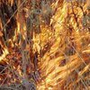 В Новгородской области зарегистрированы первые "травяные пожары"