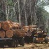 Комитет ВР отклонил проект Кармазина о моратории на вывоз за границу древесины