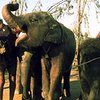 В Дели вводится комендантский час для слонов