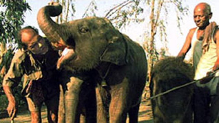 В Дели вводится комендантский час для слонов