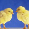 В Украине создан союз птицеводов