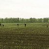 Аграрии посеяли 0,3 миллиона гектаров ранних зерновых