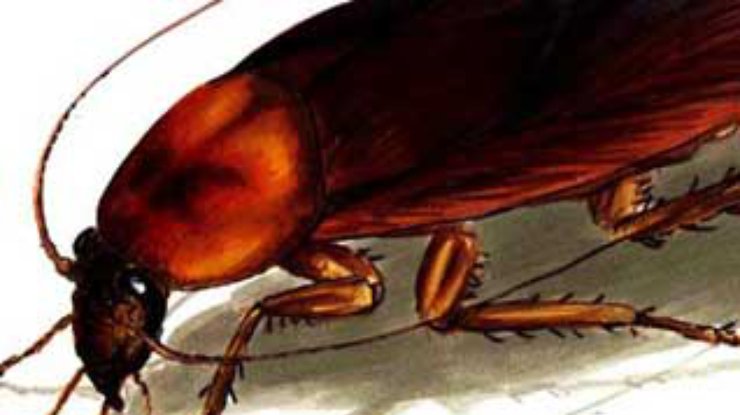 Переносчиками атипичной пневмонии, возможно, являются тараканы