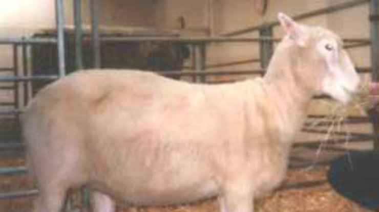Чучело овечки Долли будет выставлено в музее Эдинбурга