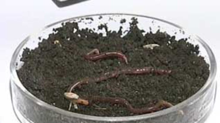 Калифорнийский червь поможет оздоровить украинские черноземы