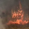 В Днепропетровской области сгорело 25 гектаров леса