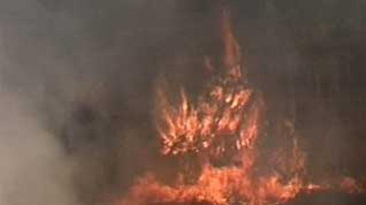 В Днепропетровской области сгорело 25 гектаров леса