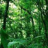 Тропические леса могут ускорить глобальное потепление