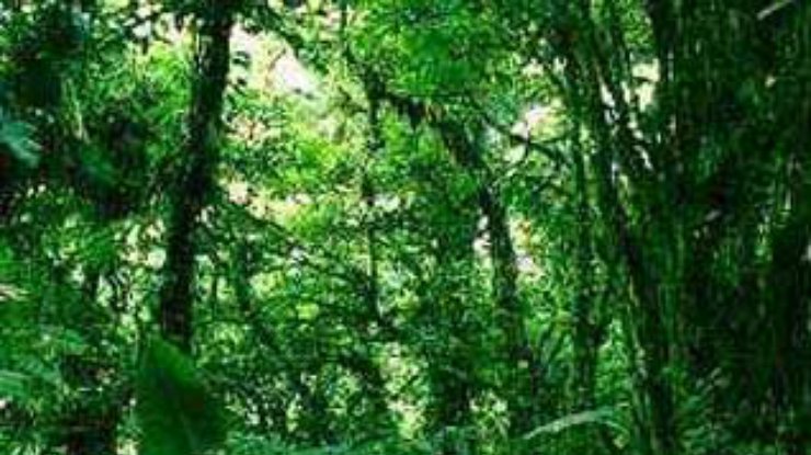 Тропические леса могут ускорить глобальное потепление