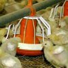 Украина запретила ввоз птичьего мяса из Голландии и Бельгии