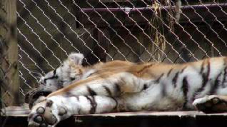 В доме натуралиста в Калифорнии обнаружено 90 мертвых тигров