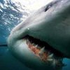 Под Рио-де-Жанейро акула напала на подростка