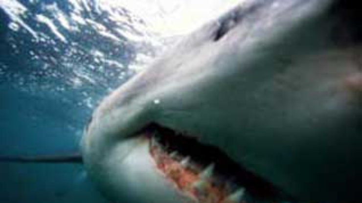 Под Рио-де-Жанейро акула напала на подростка