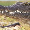 Крокодилы - послушное орудие в руках колдунов